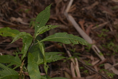 Solanum aviculare