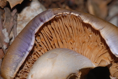 Cortinarius dryosalor