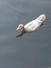 Cairina moschata domestica
