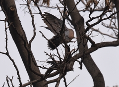 Streptopelia orientalis