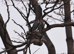 Streptopelia orientalis