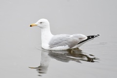 Larus argentatus
