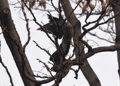 Streptopelia orientalis