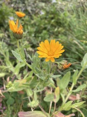 Calendula