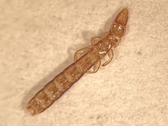 Columbicola columbae