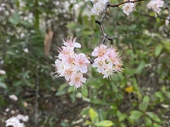 Prunus umbellata