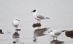 Chroicocephalus ridibundus