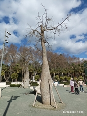 Ceiba speciosa