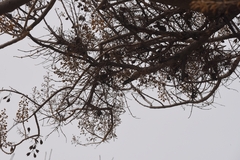 Paulownia witches-broom phytoplasma