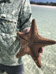 Oreaster reticulatus