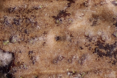 Pseudomassaria sepincoliformis