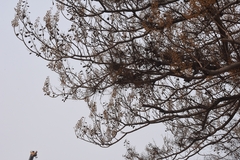 Paulownia witches-broom phytoplasma