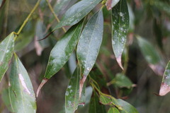 Cinnamomum insularimontanum