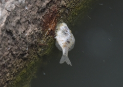 Rhodeus