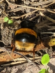 Bombus terrestris audax