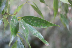 Cinnamomum insularimontanum