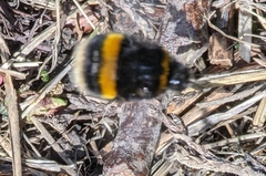 Bombus terrestris audax