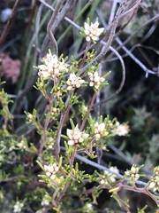 Cryptandra hispidula