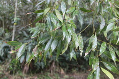 Cinnamomum insularimontanum