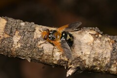 Microtropesa sinuata