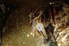 Dendronotus iris