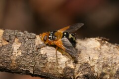 Microtropesa sinuata