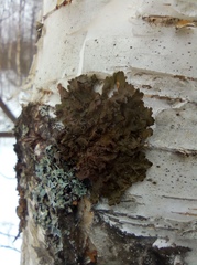 Melanohalea olivacea