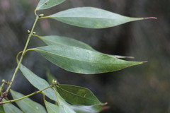 Cinnamomum insularimontanum