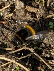 Bombus terrestris audax