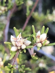 Cryptandra hispidula