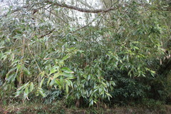 Cinnamomum insularimontanum