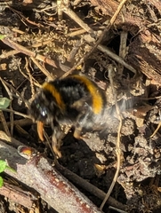 Bombus terrestris audax