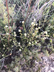 Cryptandra hispidula