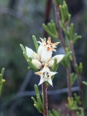 Cryptandra hispidula