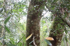 Cinnamomum insularimontanum