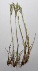 Poa bulbosa vivipara
