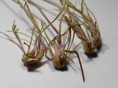 Poa bulbosa vivipara