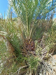 Phoenix canariensis image