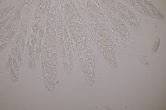 Pseudomassaria sepincoliformis