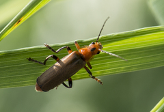 Cantharis livida