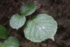 Rubus wallichianus