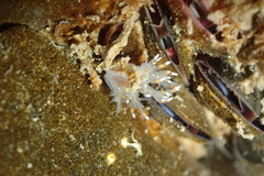Dendronotus iris