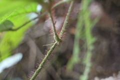 Rubus wallichianus