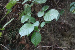 Rubus wallichianus
