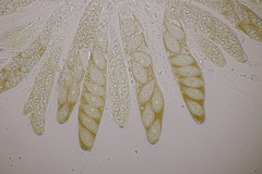 Pseudomassaria sepincoliformis