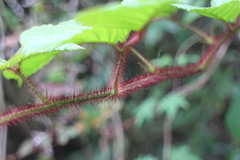 Rubus wallichianus