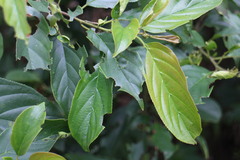 Rhamnus formosana