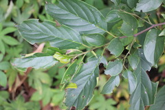 Rhamnus formosana