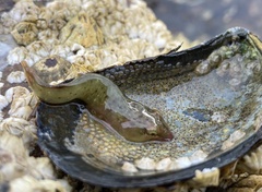 Apletodon dentatus