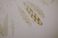 Pseudomassaria sepincoliformis